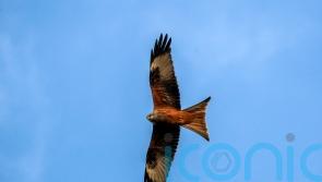 More onshore wind farms in Wales unlikely to halt red kite recovery – study