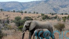 Revived bid to ban trophy hunting imports moves closer to becoming law