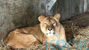 Lions rescued from war-torn Ukraine arrive in Yorkshire