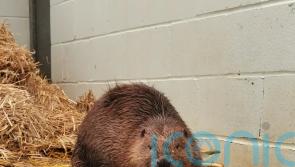 Washed-up beaver makes recovery at RSPCA wildlife centre