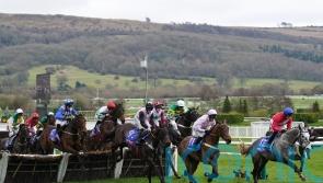 Tellherthename to hold out for better ground after Cheltenham effort