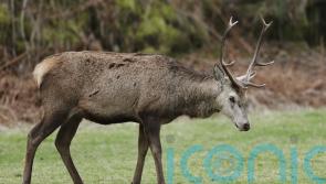 Gamekeepers signal ‘fundamental opposition’ to deer management proposals