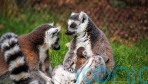 Keepers welcome birth of endangered ring-tailed lemur at safari park