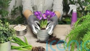 These are the spring jobs you need to do in the garden