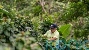 Climate change ‘putting future of Colombian coffee production in danger’