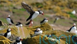 Seabird colony to reopen to public after two-year closure due to avian flu
