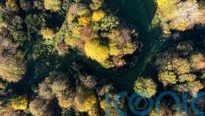 UK ‘risks sending mixed signals’ with approach to global deforestation rules