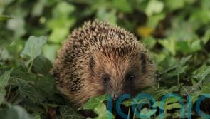 Trail cameras, AI and armchair wildlife-spotters recruited to help hedgehogs