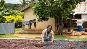 Chocolate woes set to last beyond Easter as weather takes toll on cocoa harvests