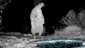 Video shows raccoon completing handstand and walking on front paws in garden