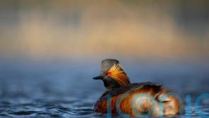Rare vulnerable bird species sees record year for breeding, RSPB says