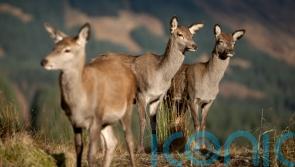 Deer management orders could contravene human rights, shooting body warns