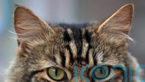 Microchipping reforms could help crack down on pet theft, ministers say