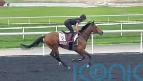 Murphy hoping Coltrane can play leading Meydan role