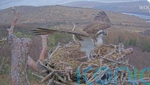 Lockdown star Louis the osprey returns early to nest