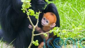 Leicestershire zoo ‘absolutely delighted’ at birth of endangered primate
