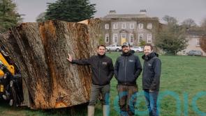Ancient oak which fell in storm to live on as casks for revived whiskey brand