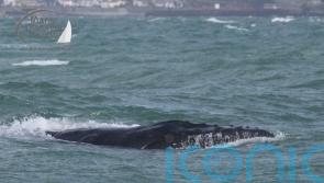 Lifeboat team rescues whale from lobster pot ropes off Cornish coast