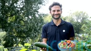 Time-saving tips for the busy balcony gardener