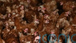 Scotland could be first part of UK to ban laying hens being kept in cages
