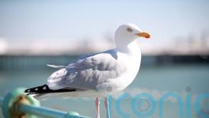 Trespassing bird brings rush-hour trains to a standstill in Brighton