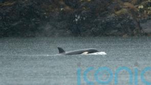 Orca calf stranded in Canadian lagoon will be airlifted out, rescuers say