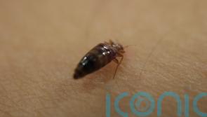 Bed bug callouts up 23% in 2023, figures suggest