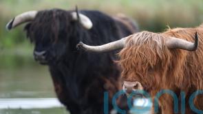 Farmers urged to give views on fitting newborn cattle with electronic ear tags