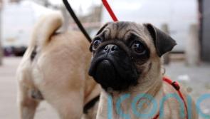MPs call for crackdown on ‘designer’ dog clinics and unlicensed breeders