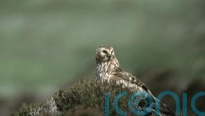 Concern voiced as hen harrier numbers drop by 26% in Northern Ireland
