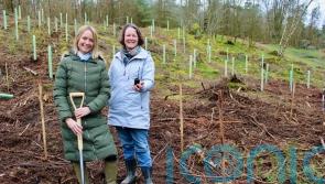 Artist creates woodland trail in memory of Sycamore Gap tree
