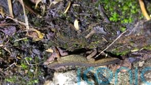 Best year for Bath-based toad patrol since 2010