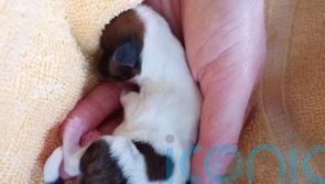 Newborn puppy dies after being &lsquo;thrown from a car&rsquo;