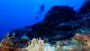 Scientists say coral reefs around the world are experiencing mass bleaching