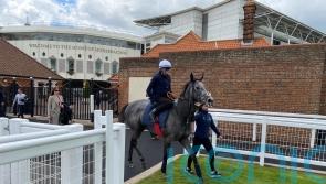 Fallen Angel looks divine in Newmarket gallop