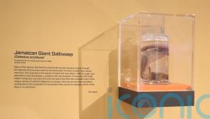 19th century lizard specimen to be repatriated from Scotland to Jamaica
