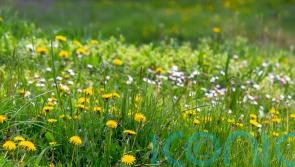 Allowing a patch of grass in gardens to grow long helps butterflies, study finds