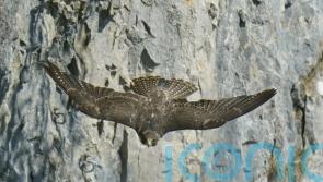 Wildlife offences against birds double after police operation