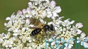 ‘Bug splat’ survey shows 78% decline in flying insects in two decades