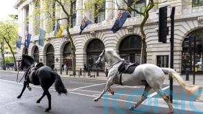 Loose horses bolt through central London
