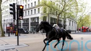 Army horses on the loose bolt through central London