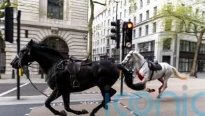 Spooked Army horses cause ‘total mayhem’ in central London