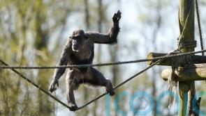 Safari Park welcomes first chimpanzee in eight years