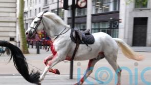 Army horses run amok in London after being spooked by falling rubble