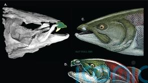 Extinct giant salmon ‘used tusk-like tooth for fighting and not catching prey’