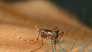 Over half of world’s population ‘could be at risk of mosquito-borne diseases’
