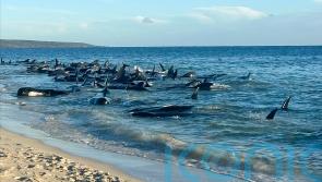 More than 100 pilot whales beached on western Australian coast are rescued