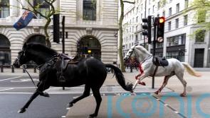 ‘Too early to know’ if injured military horses will return to duty – Army