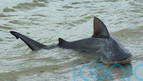 British tourist ‘aware and able to communicate’ in hospital after shark attack