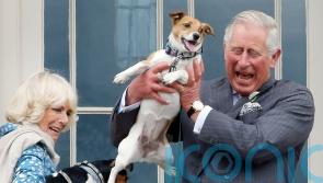 Camilla’s dogs to appear in sculpture form at first Highgrove shop at Chelsea
